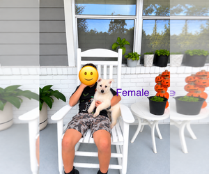 German Shepherd Dog Puppy for sale in ALACHUA, FL, USA
