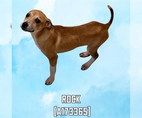Medium Photo #1 American Pit Bull Terrier Puppy For Sale in Tulsa, OK, USA