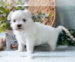 Puppy Percy Maltese