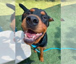 Small #3 Rottweiler Mix