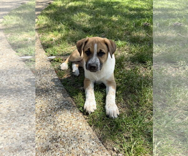 Medium Photo #3 Labrador Retriever-Red Heeler Mix Puppy For Sale in Texarkana, TX, USA