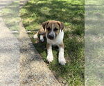 Small #2 Labrador Retriever-Red Heeler Mix
