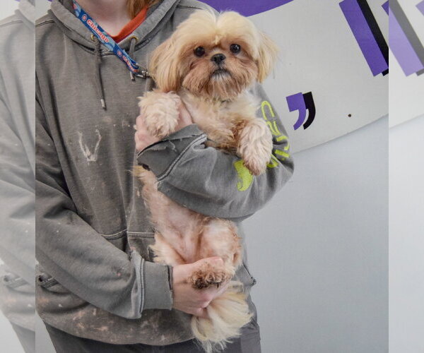 Medium Photo #4 Shih Tzu Puppy For Sale in Huntley, IL, USA