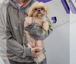 Small #3 Shih Tzu