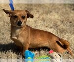 Small Photo #4 Chiweenie Puppy For Sale in Yardley, PA, USA
