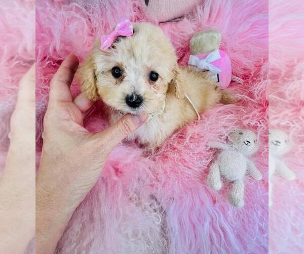 Medium Photo #6 Poodle (Toy) Puppy For Sale in DALLAS, TX, USA