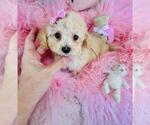 Small #5 Poodle (Toy)