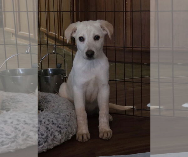 Medium Photo #1 Labrador Retriever-Unknown Mix Puppy For Sale in Rockaway, NJ, USA