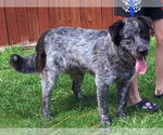 Small #3 Australian Shepherd Mix