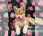 Small Photo #7 Pomsky Puppy For Sale in QUARRYVILLE, PA, USA