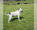 Small Photo #5 Mutt Puppy For Sale in White Bluff, TN, USA