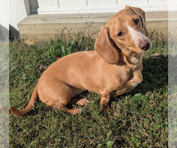 Medium Photo #4 Dachshund Puppy For Sale in Shelbyville, TN, USA