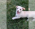 Small #6 Jack Chi