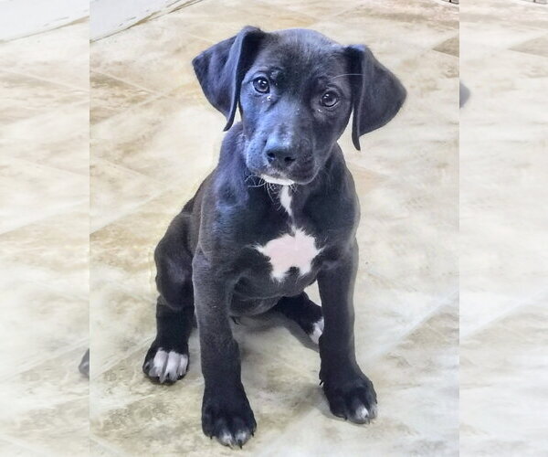 Medium Photo #3 Labrador Retriever-Unknown Mix Puppy For Sale in Raleigh, NC, USA