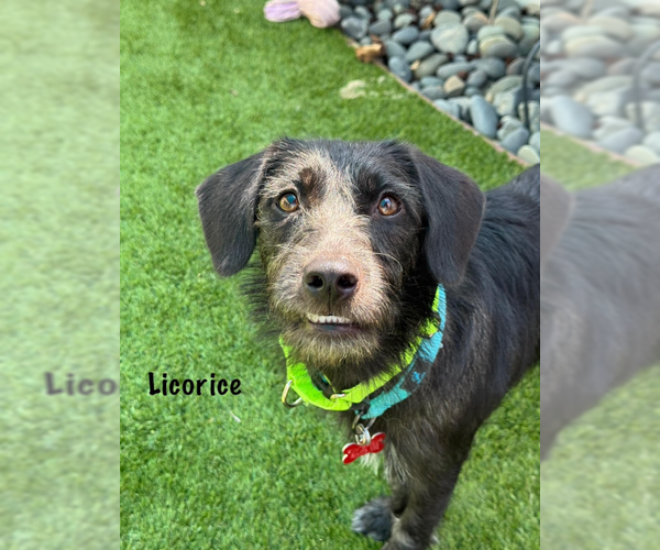 Medium Photo #4 Mutt Puppy For Sale in San Diego, CA, USA