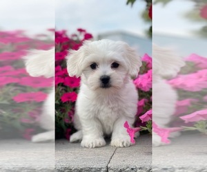Coton de Tulear Puppy for sale in CANOGA, NY, USA