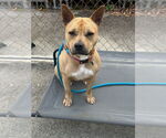 Small #6 American Staffordshire Terrier-Carolina Dog Mix