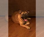 Small #11 Labrador Retriever Mix