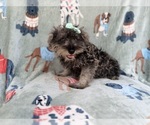 Small #8 Schnauzer (Miniature)
