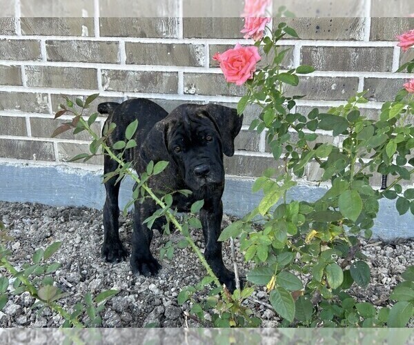 Medium Photo #2 Cane Corso Puppy For Sale in WEATHERFORD, TX, USA