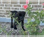 Small #1 Cane Corso