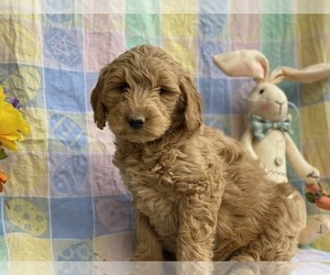 Goldendoodle (Miniature) Puppy for sale in LANCASTER, PA, USA