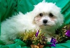 Small Photo #3 Maltese-Poodle (Toy) Mix Puppy For Sale in CONOWINGO, MD, USA