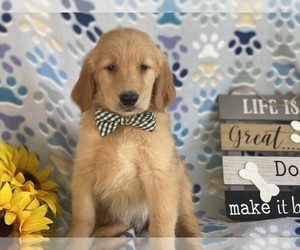 Golden Retriever Puppy for sale in LANCASTER, PA, USA