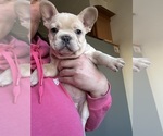 Small #4 French Bulldog