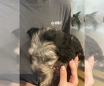 Small #6 F2 Aussiedoodle