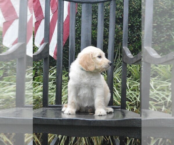Medium Photo #5 Goldendoodle Puppy For Sale in LIVE OAK, FL, USA