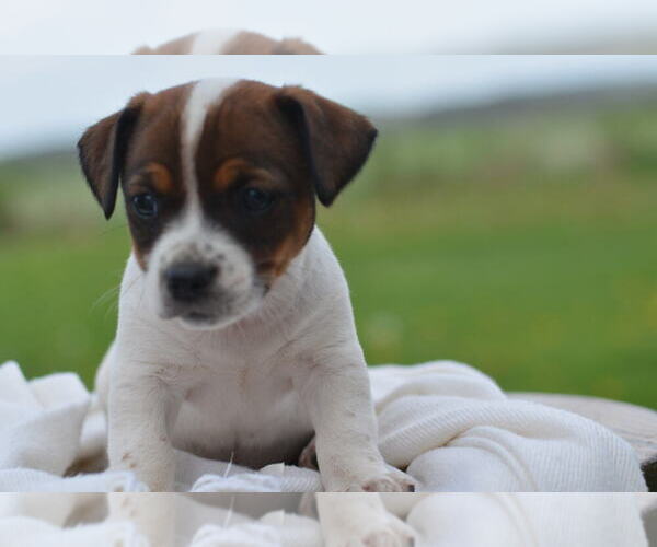 Medium Photo #3 Jack Russell Terrier Puppy For Sale in ORRVILLE, OH, USA