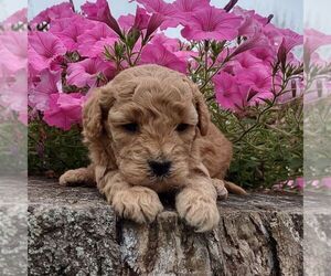Goldendoodle-Poodle (Miniature) Mix Puppy for sale in STANLEY, WI, USA