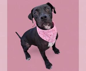 American Pit Bull Terrier Dogs for adoption in Bakersfield, CA, USA