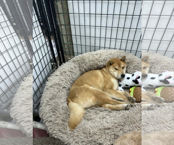 Medium Photo #3 Shiba Inu Puppy For Sale in Mukwonago, WI, USA