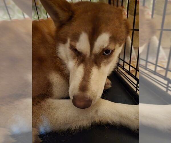 Medium Photo #4 Siberian Husky Puppy For Sale in DISCOVERY BAY, CA, USA