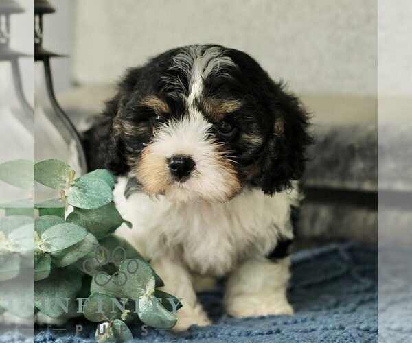 Medium Photo #2 Cavachon Puppy For Sale in BIRD IN HAND, PA, USA