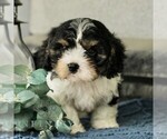 Small #1 Cavachon