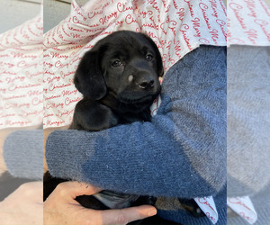 Medium Labrador Retriever