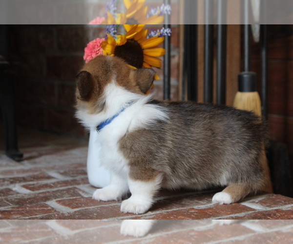 Medium Photo #12 Pembroke Welsh Corgi Puppy For Sale in FAIR GROVE, MO, USA