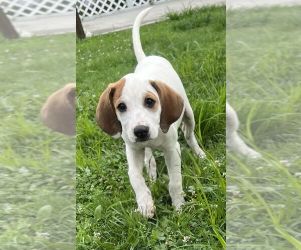 Medium Photo #5 Jack-A-Bee Puppy For Sale in Aurora, IN, USA