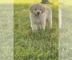 Small Photo #3 Golden Pyrenees Puppy For Sale in STAMPING GRD, KY, USA