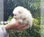 Small Photo #4 Pomeranian Puppy For Sale in WEST PALM BEACH, FL, USA
