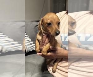Dachshund Puppy for sale in NAVARRE, FL, USA