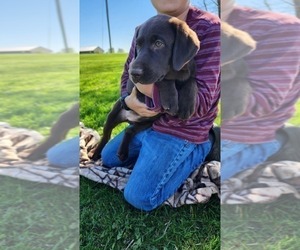 Labrador Retriever Puppy for sale in GREENWOOD, WI, USA