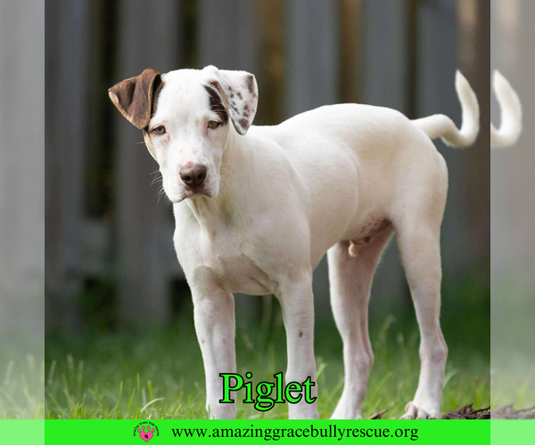 Medium Photo #5 Jack Russell Terrier-Unknown Mix Puppy For Sale in Pensacola, FL, USA