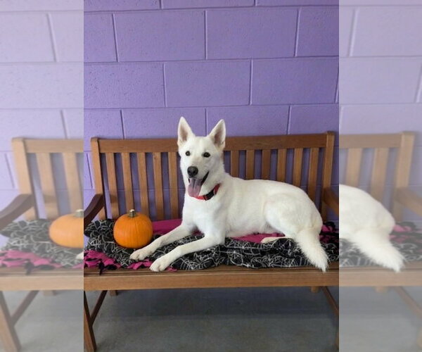 Medium Photo #1 Siberian Husky-Unknown Mix Puppy For Sale in Genesee, WI, USA