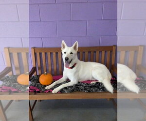 Siberian Husky-Unknown Mix Dogs for adoption in Genesee, WI, USA