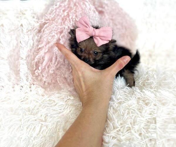 Medium Photo #7 Pomeranian Puppy For Sale in PEMBROKE PINES, FL, USA
