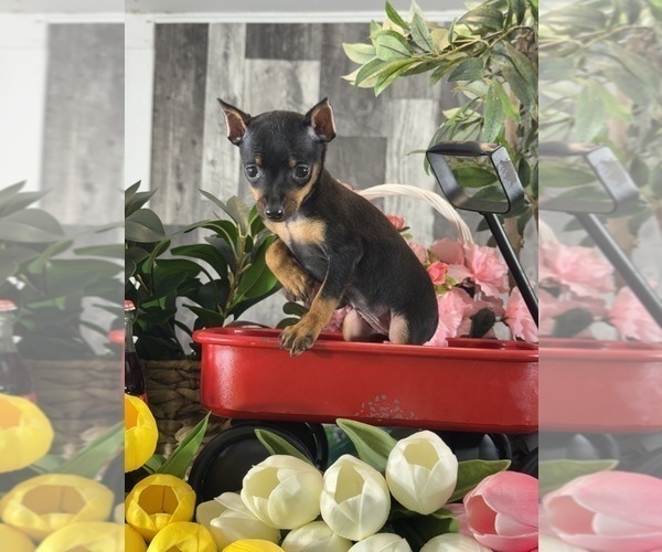 Medium Photo #2 Miniature Pinscher Puppy For Sale in CANOGA, NY, USA